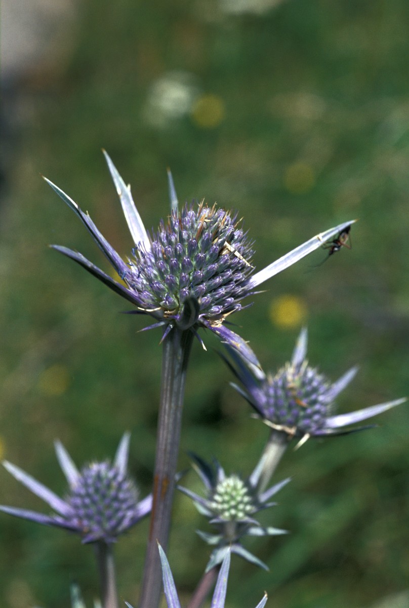 Eryngium bourgatii